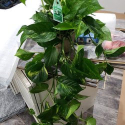 Fisher Nursery - This beautiful plant from lowes hoping to find out how they grow them so I can keep mine alive and looking big like this