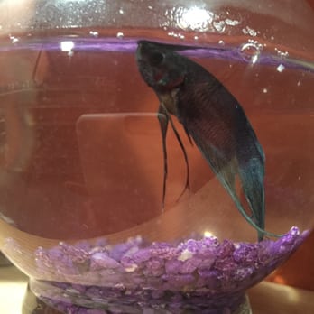 King Aquarium - Sick betta - Pet Stores Near Me - San Jose, California