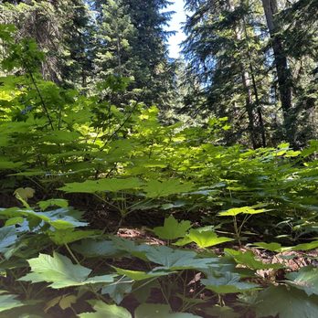 Rachel Lake Trailhead - Jurassic park size leaves. - Hiking Near Me