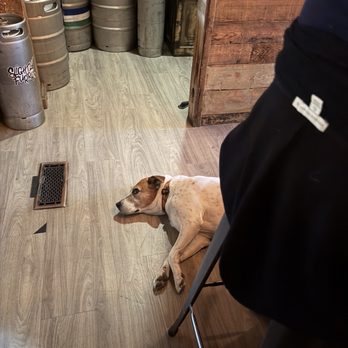 Bushel & Bee Taproom - My dog sleeping by the bar - Cideries Near Me - Leavenworth, Washington Bushel & Bee Taproom - My dog sleeping by the bar - Cideries Near Me - Leavenworth, Washington