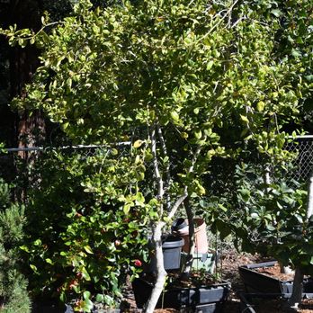 Assured Landscape Growers - a variety of trees - Nurseries & Gardening Near Me - Prunedale, California Assured Landscape Growers - a variety of trees - Nurseries & Gardening Near Me - Prunedale, California