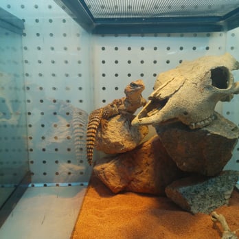 Painted Reptile - Reptile Shops Near Me - Tarzana, California Painted Reptile - Reptile Shops Near Me - Tarzana, California