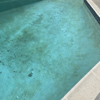 San Dieguito Pool Center - Black Algae - General Contractors Near Me - Escondido, California