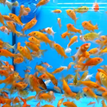 Fish Tank Thingies Yelp