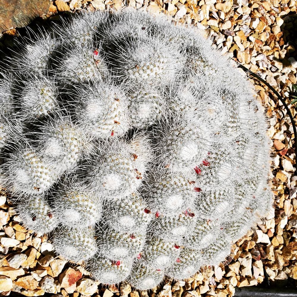 Poot's Cactus Nursery - Nurseries & Gardening Near Me - Ripon, California Poot's Cactus Nursery - Nurseries & Gardening Near Me - Ripon, California