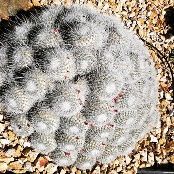 Poot's Cactus Nursery - Nurseries & Gardening Near Me - Ripon, California