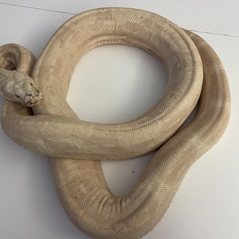 Flamingo Pet Clinic - Zeus is injured here still but doing much better! - Veterinarians Near Me - Las Vegas, Nevada