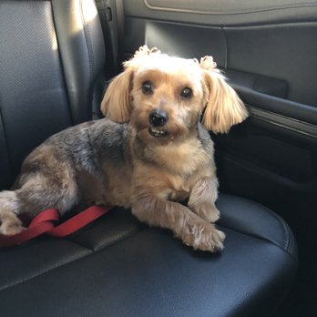 Paws At Main - Pet Groomers Near Me - Corona, California Paws At Main - Pet Groomers Near Me - Corona, California