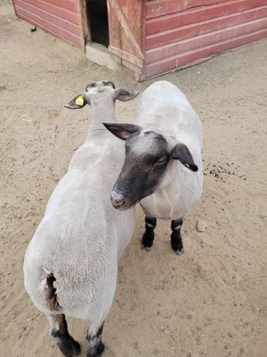 Heritage Farmstead Museum by null