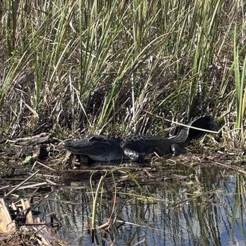 Gator Airboat Rides - Boat Tours Near Me - Kissimmee, Florida Gator Airboat Rides - Boat Tours Near Me - Kissimmee, Florida