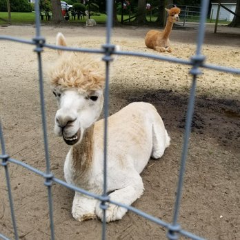 Jersey Shore Alpacas - Zoos Near Me - Cape May, New Jersey Jersey Shore Alpacas - Zoos Near Me - Cape May, New Jersey
