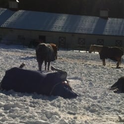 C and L Stables - Enjoying the sun!