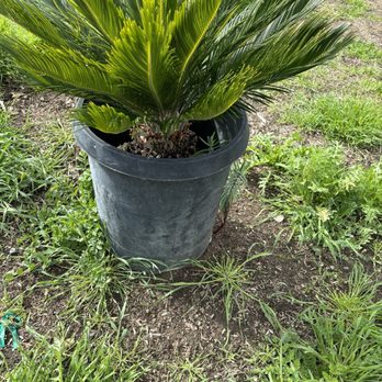 Tierra Blooms Nursery - Nurseries & Gardening Near Me - Menifee, California Tierra Blooms Nursery - Nurseries & Gardening Near Me - Menifee, California