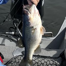 4.0 lbs bass caught at Eastman Lake