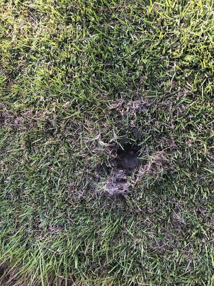 LAND SURVEYING Updated September 2024 518 N Columbia St, Covington