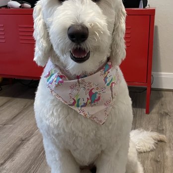 Handsome Hounds Mobile Grooming - Lola the Goldendoodle - Pet Groomers Near Me Handsome Hounds Mobile Grooming - Lola the Goldendoodle - Pet Groomers Near Me