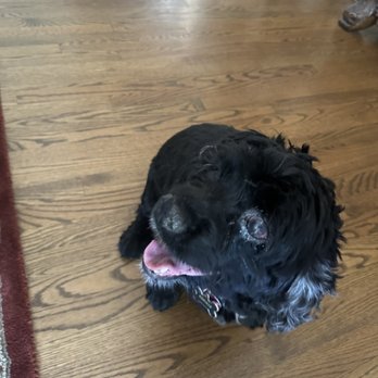 DogiZone - My dog the day we picked her up from DogiZone. Her eye was red and could not see anymore. - Pet Training Near Me - Rockville, Maryland