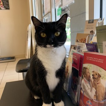 CarePlus Veterinary Clinic - Veterinarians Near Me - Ocoee, Florida