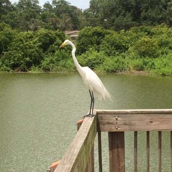 Eagle Lake Park - Great white heron - Parks Near Me - Largo, Florida Eagle Lake Park - Great white heron - Parks Near Me - Largo, Florida