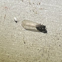 Deanza Termite & Pest Control - Termite