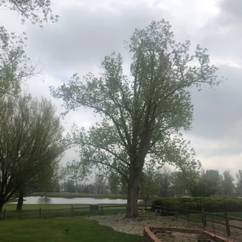 Reinholt Tree Care - Tree had a huge main limb broken & wedged precariously in the tree; it was expertly removed; the tree's form is better than ever. - Tree Services Near Me - Longmont, Colorado Reinholt Tree Care - Tree had a huge main limb broken & wedged precariously in the tree; it was expertly removed; the tree's form is better than ever. - Tree Services Near Me - Longmont, Colorado