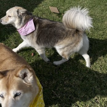 Bubbles Pet Spa - Clean Doggos - Pet Groomers Near Me - Encino, California Bubbles Pet Spa - Clean Doggos - Pet Groomers Near Me - Encino, California