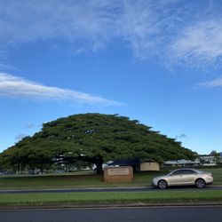 Kipapa Neighborhood Park - Love Hawaii's trees