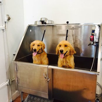Head to Tail - Pet Groomers Near Me - Rutland, Vermont Head to Tail - Pet Groomers Near Me - Rutland, Vermont