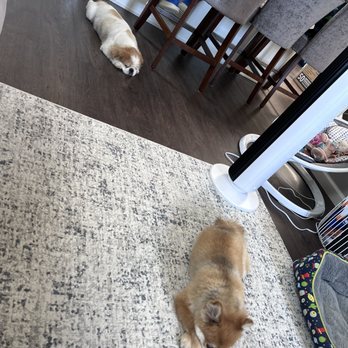 K9 Stay and Play - Napping in the AC for a little while. - Pet Sitting Near Me K9 Stay and Play - Napping in the AC for a little while. - Pet Sitting Near Me