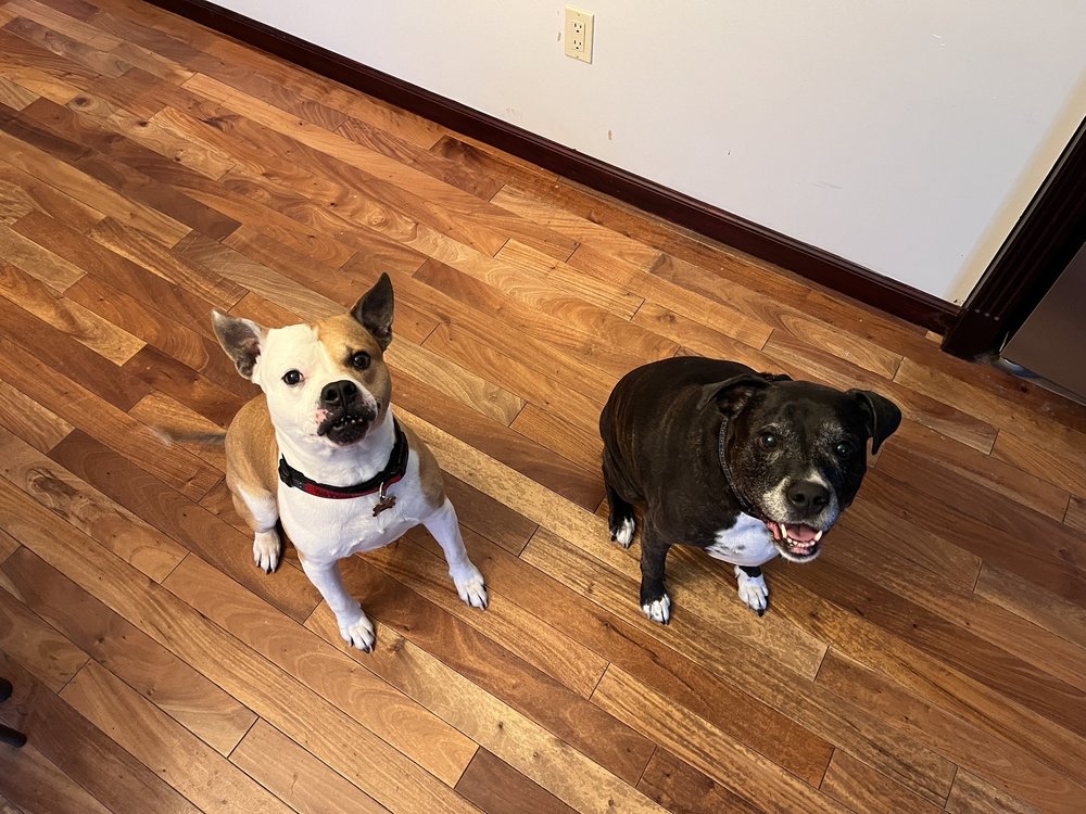 BIZCUTS GROOMING Updated June 2024 125 Photos & 11 Reviews