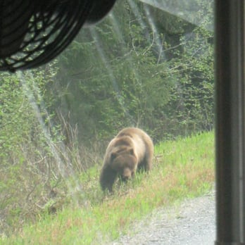 Icy Strait Point - A bear on our bear tour - Travel Services Near Me - Hoonah, Alaska