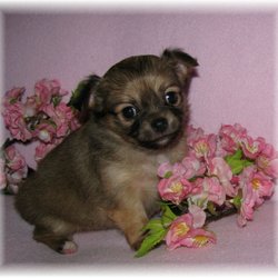 Cathy's Charming Chihuahuas