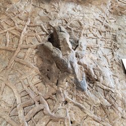 St. George Dinosaur Discovery Site At Johnson Farm - More footprints along with preserved mudcracks.