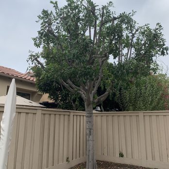 Environmental Green Tree Care - After tree trimming. - Tree Services Near Me Environmental Green Tree Care - After tree trimming. - Tree Services Near Me