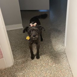Dog standing wearing a bow Dog standing wearing a bow