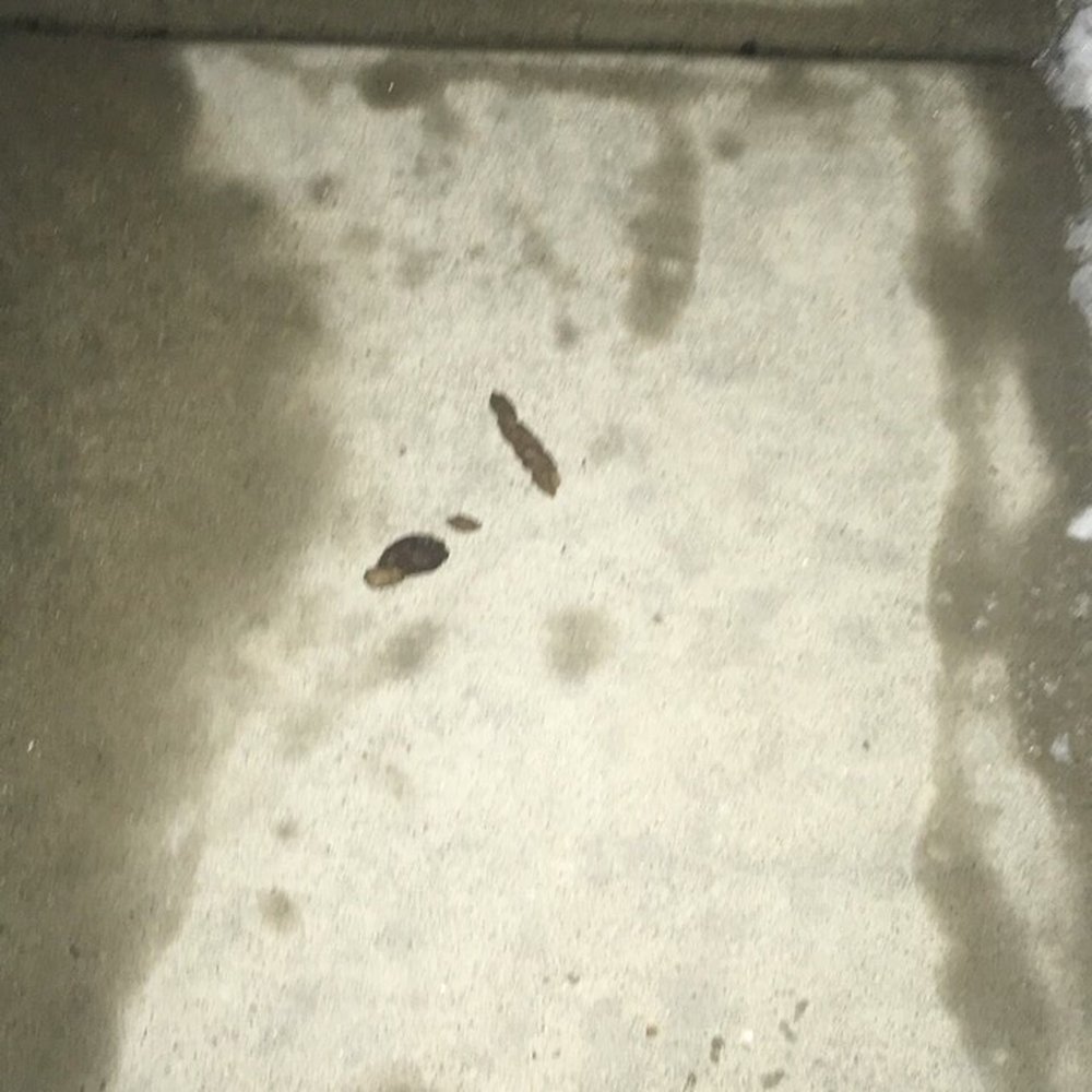Grand Summit Apartments - Poop on sidewalk, management can't do anything - Apartments Near Me - Grandview, Missouri Grand Summit Apartments - Poop on sidewalk, management can't do anything - Apartments Near Me - Grandview, Missouri