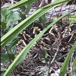 Diamondback rattle snake on OXBOW TRAIL Diamondback rattle snake on OXBOW TRAIL