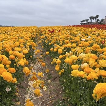 The Flower Fields - Yellow Ranunculus - Venues & Event Spaces Near Me - Carlsbad, California The Flower Fields - Yellow Ranunculus - Venues & Event Spaces Near Me - Carlsbad, California