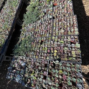 Rod’s Nursery - Options galore - Nurseries & Gardening Near Me - Santa Paula, California Rod’s Nursery - Options galore - Nurseries & Gardening Near Me - Santa Paula, California