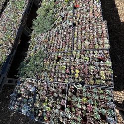 Rod’s Nursery - Options galore