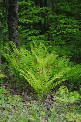 Finger Lakes National Forest by null
