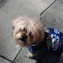 My baby Rusty ready to go to the park!