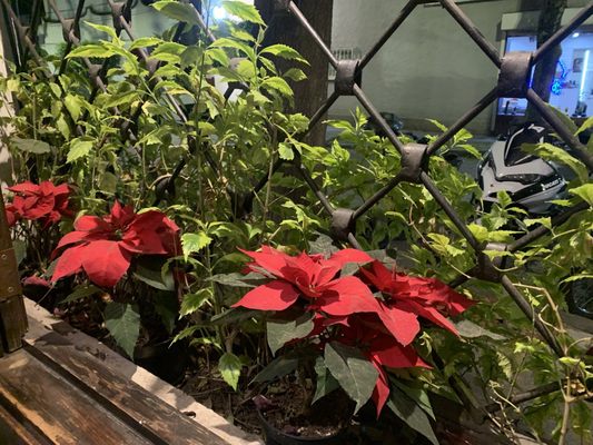 La Casa de Los Tacos Coyoacán by null