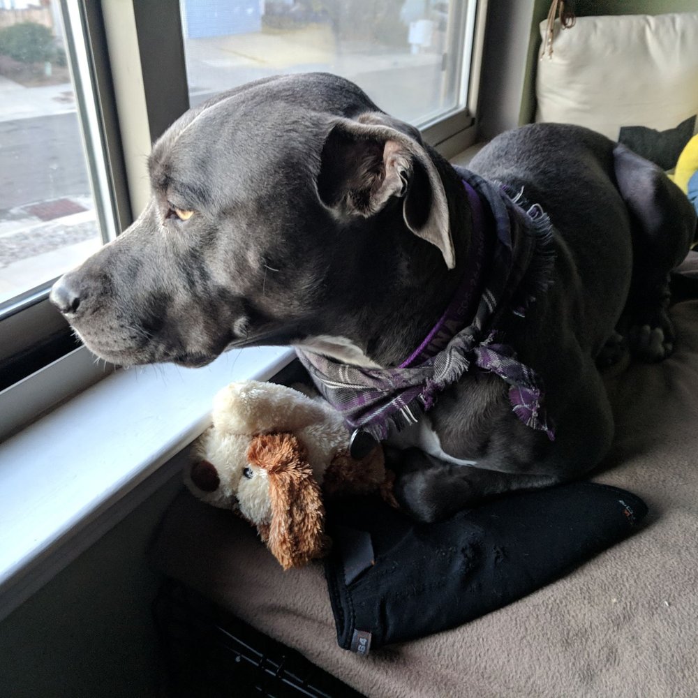 Pet-A-Bulls - My happy girl loves her spot by the window - Animal Shelters Near Me Pet-A-Bulls - My happy girl loves her spot by the window - Animal Shelters Near Me