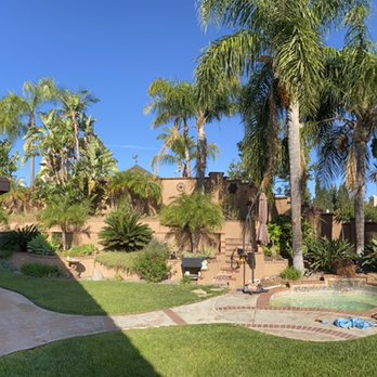Vallejo’s Landscaping & Tree Service - Before Queen palm. - Tree Services Near Me Vallejo’s Landscaping & Tree Service - Before Queen palm. - Tree Services Near Me