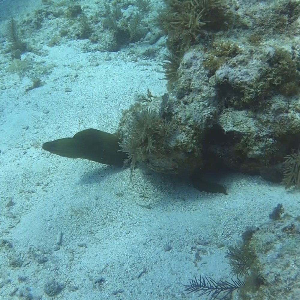 Rainbow Reef Dive Center - Moray Eel at French Reef - Scuba Diving Near Me - Key Largo, Florida