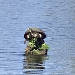 Southern Style Airboat Tours
