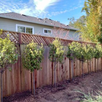 Felix's Landscaping & Tree Service - After - Landscaping Near Me - Petaluma, California