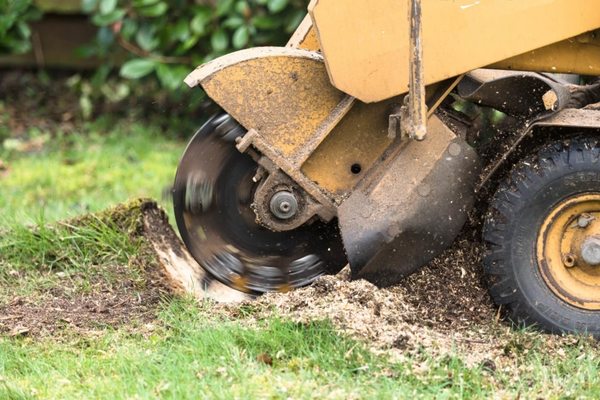 Stump Grinding - Removing the stump so the tree that was once a thorn on your side will seem like a distant memory!