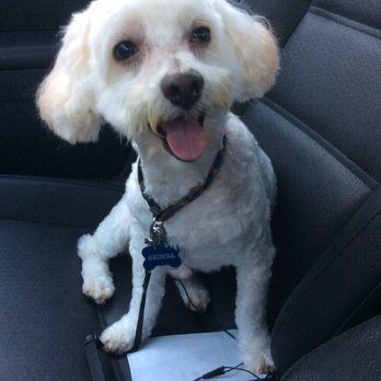 Scruffy To Fluffy - After his grooming - Pet Groomers Near Me - Tucson, Arizona